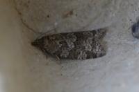 Cnephasia