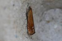 Lathronympha strigana