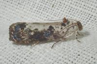 Hedya salicella