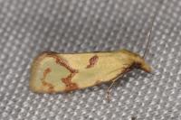Agapeta hamana