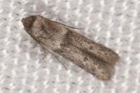 Blastobasis phycidella