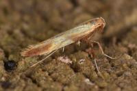 Caloptilia robustella