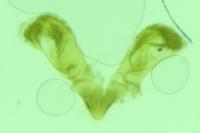 Caloptilia robustella
