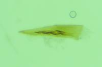 Caloptilia robustella