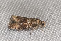 Celypha lacunana