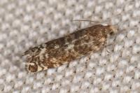 Epinotia tedella