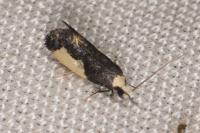 Monopis monachella