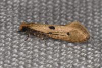 Tinea trinotella
