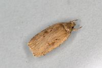 Agonopterix ocellana