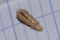 Coleophora solitariella