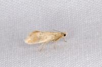 Crassa tinctella
