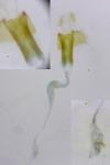 Coleophora solitariella