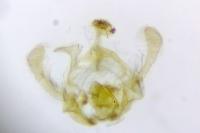 Endothenia gr. gentianaeana