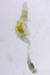 Crassa tinctella