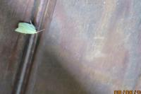 Tortrix viridana