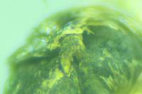 Blastobasis phycidella