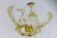 Endothenia gr. gentianaeana