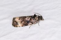 Endothenia gr. gentianaeana