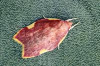 Carcina quercana