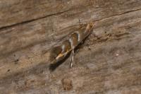 Cameraria ohridella