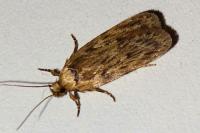 Depressaria radiella