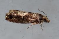 Epinotia immundana