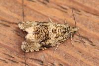 Celypha lacunana