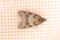 Cnephasia