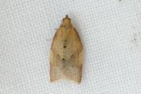 Clepsis consimilana