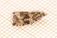 Celypha lacunana