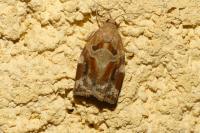 Archips xylosteana