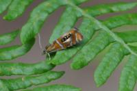 Olethreutes arcuella