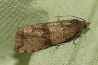 Celypha striana