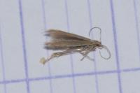 Coleophora caespititiella