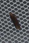 Neofaculta ericetella