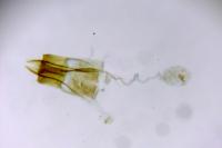 Coleophora caespititiella