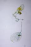 Neofaculta ericetella
