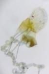 Neofaculta ericetella