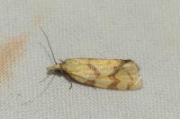 Agapeta hamana