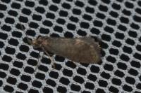Taleporia tubulosa