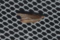 Ancylis apicella