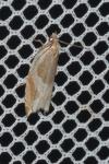 Ancylis unculana