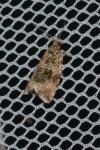Celypha lacunana