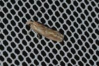 Eucosma cana