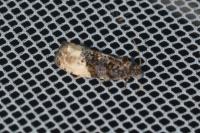 Hedya nubiferana