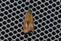 Olethreutes arcuella