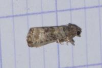 Piniphila bifasciana