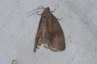 Pseudosciaphila branderiana