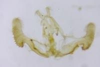 Notocelia trimaculana