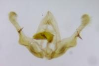 Piniphila bifasciana